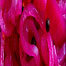 pickled red onion recipe